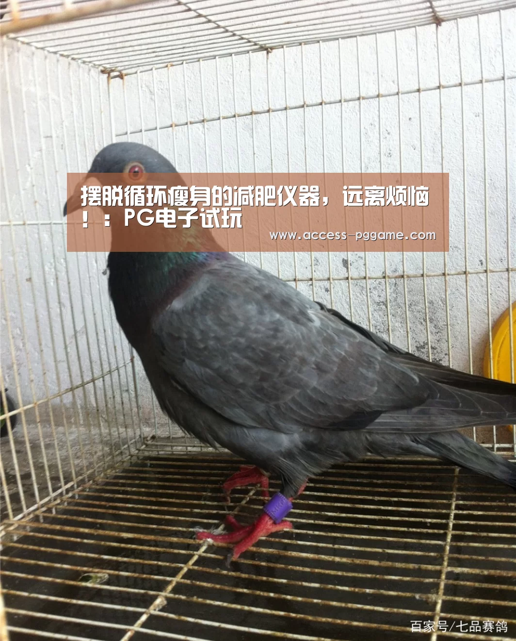 PG电子试玩